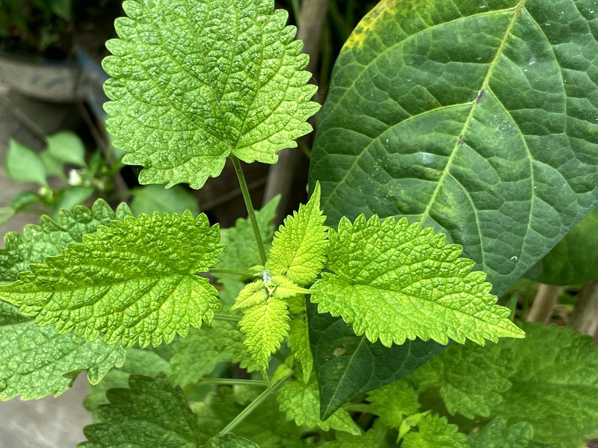 藿香叶,用来蘸豆花儿特别好吃97! - 一只爱打哈欠的懒猫 - 图虫