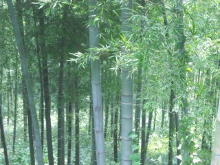 CD000008-1743-4124-80B4-703267866415/L0/001