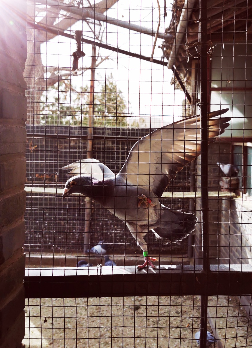 笼中展翅的鸽子