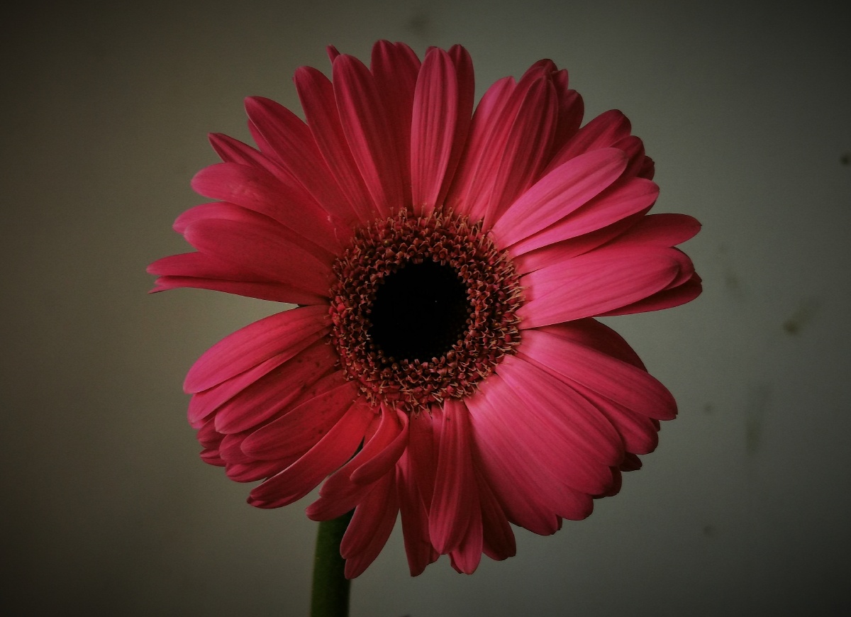 花花瓣颜色植物花的绽放明亮非洲菊木槿属爱菊花粉红还没有人打赏,快