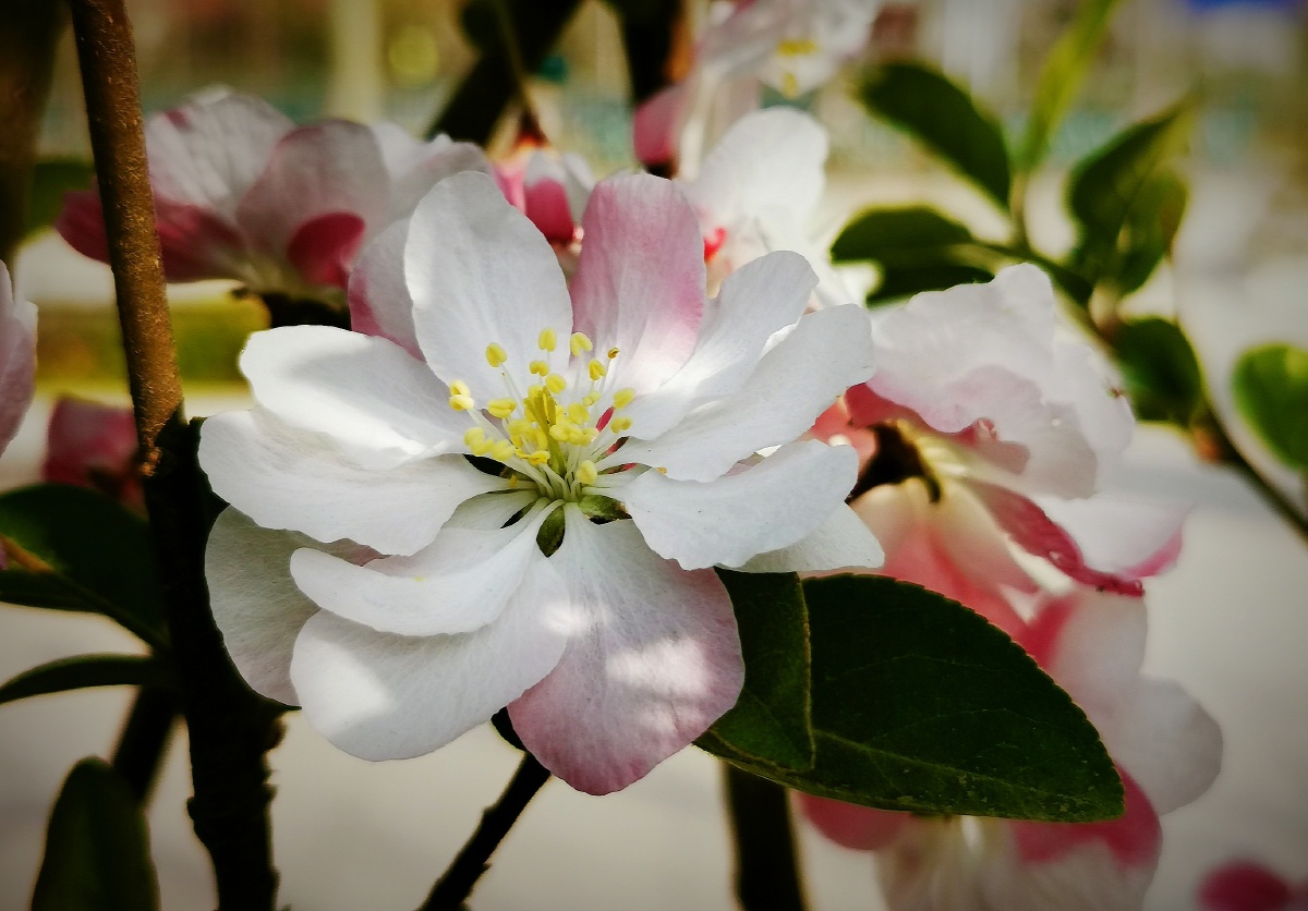 花樱桃木植物花园绽放花瓣叶子芽#海棠海棠花粉色春天还没有人打赏,快