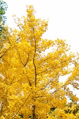1209306