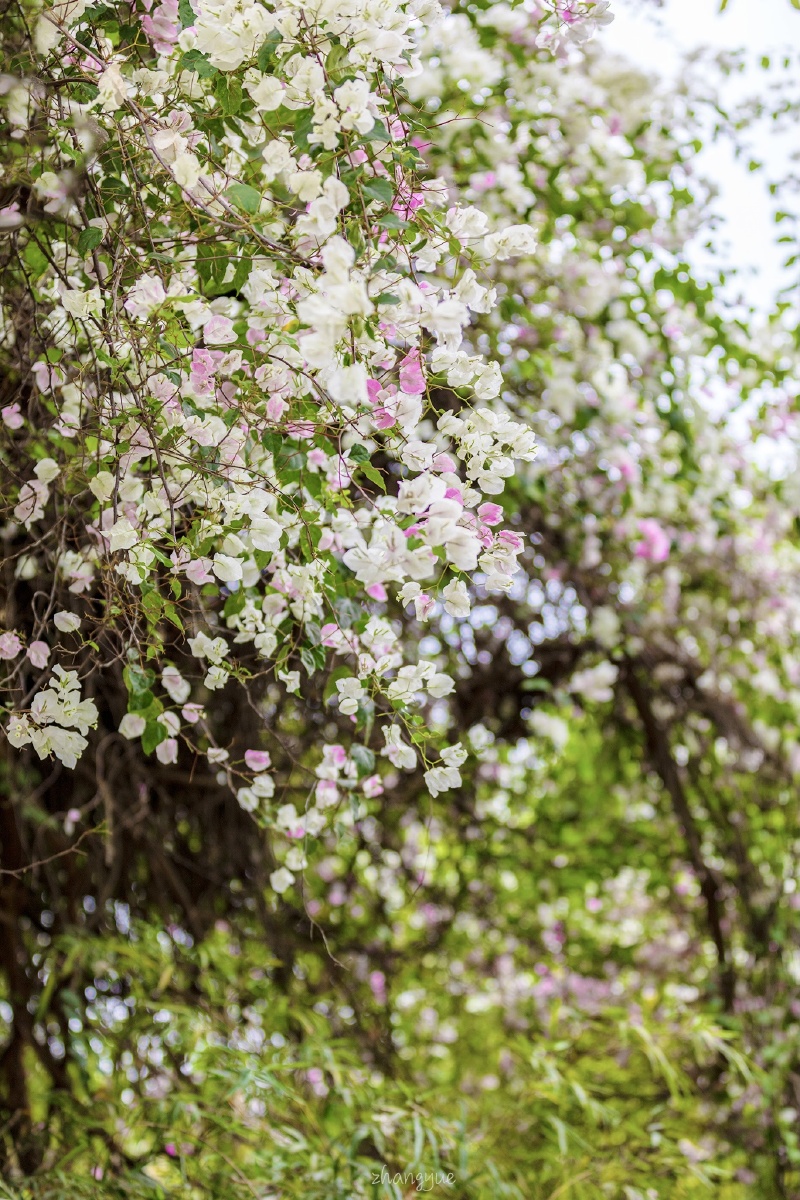 春暖花开芬芳沁人间最美四月天