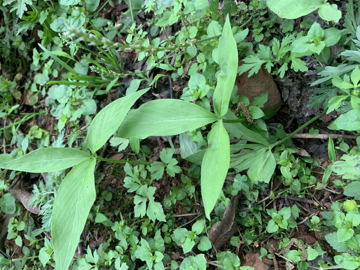 四川麻余子半夏