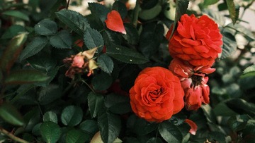 9A0E4B6F-2D6B-492E-ADFF-32E68AD60AF5/L0/001