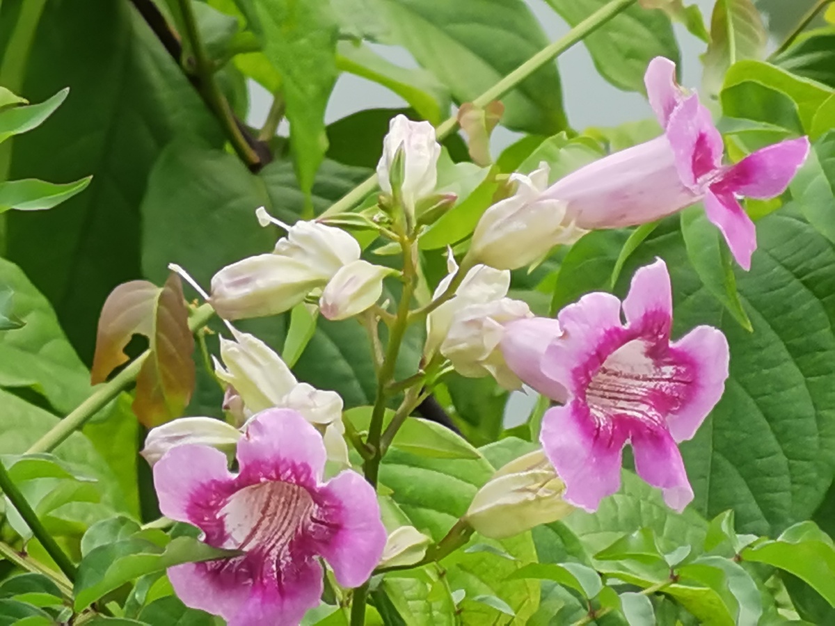 非洲凌霄又名粉凌霄紫云花紫云藤常绿半蔓性灌木