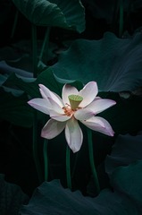 1000155816
