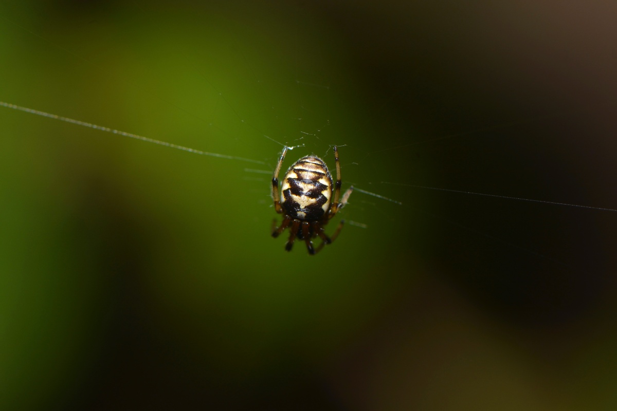 黄斑园蛛 - 肥肠刺身x - 图虫