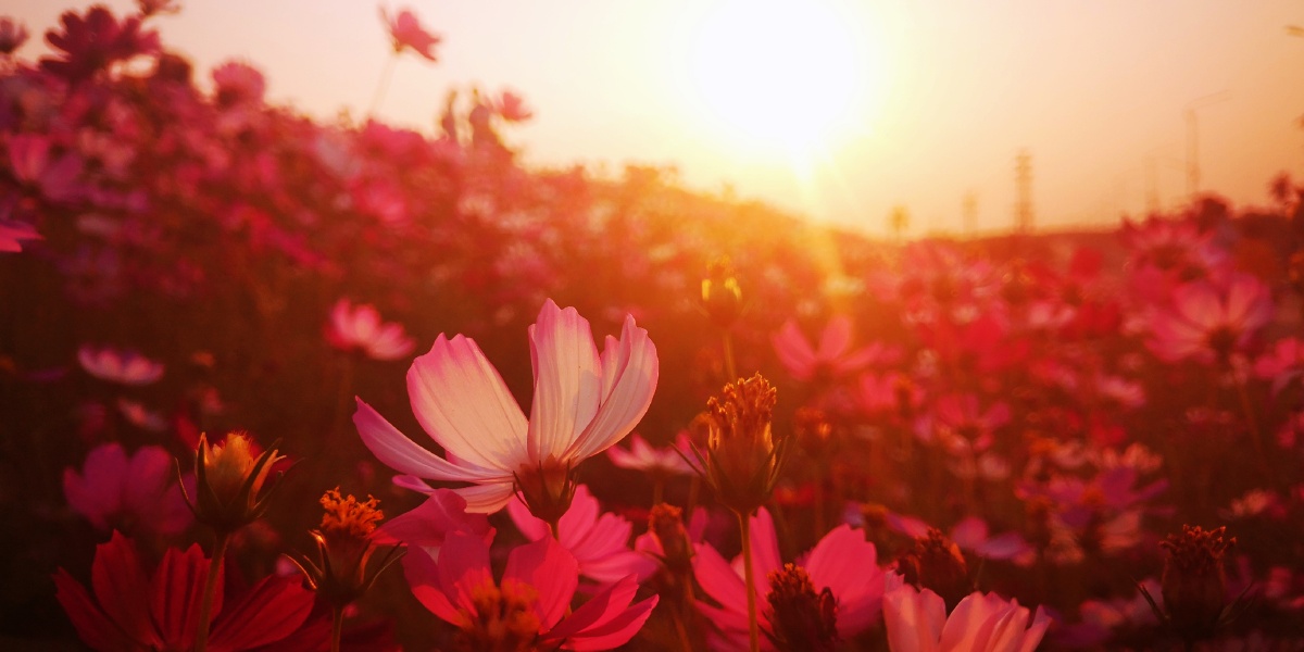 格桑花在阳光下显得更加灿烂无比