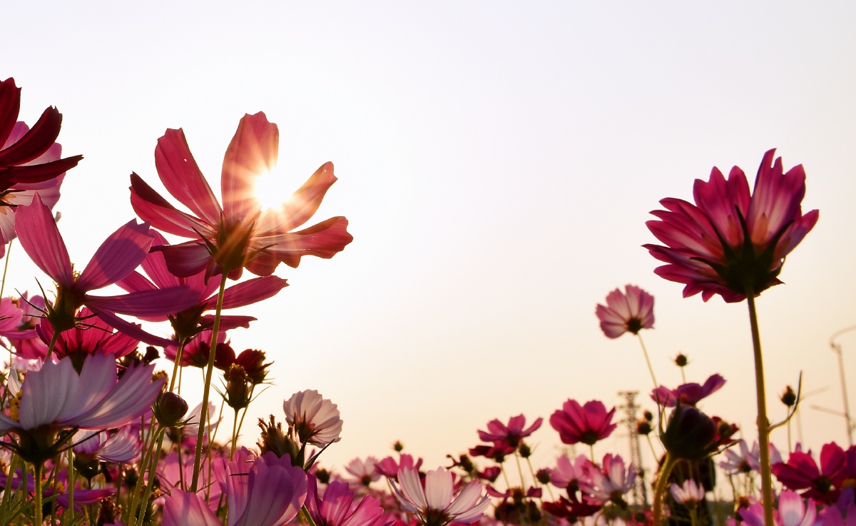 艳阳下的格桑花