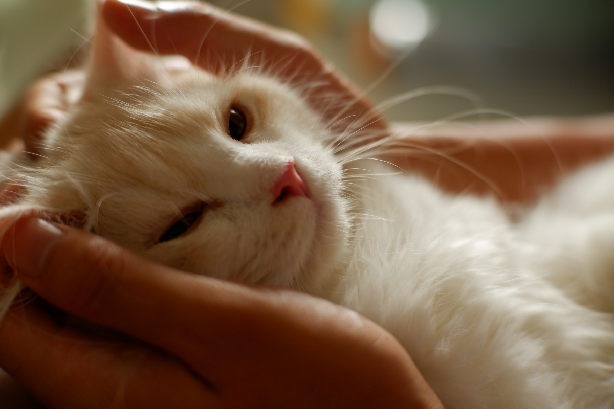 七夕男男大片男人与男猫
