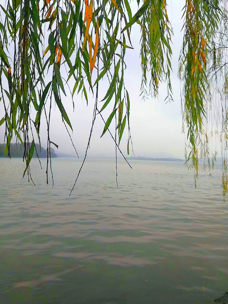 不同季节的杭州西湖垂柳