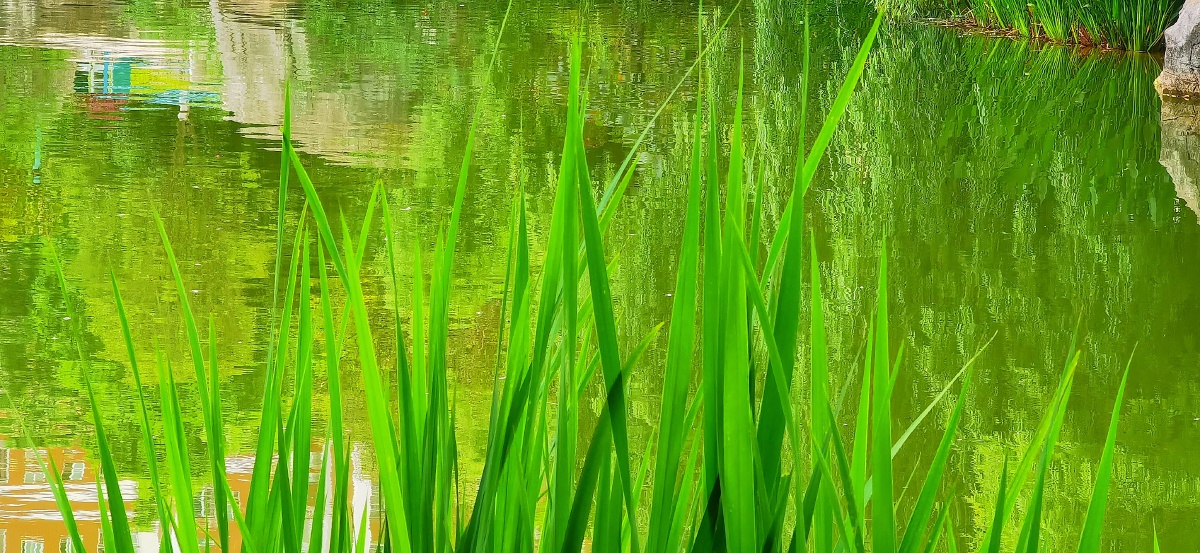 绿色河草