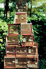 birdmarket-2