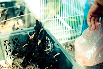 birdmarket-7