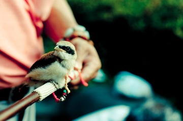 birdmarket-12