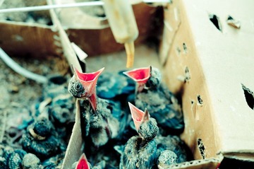 birdmarket-8