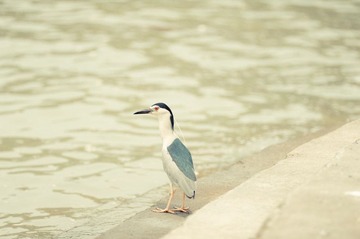 longmen-58