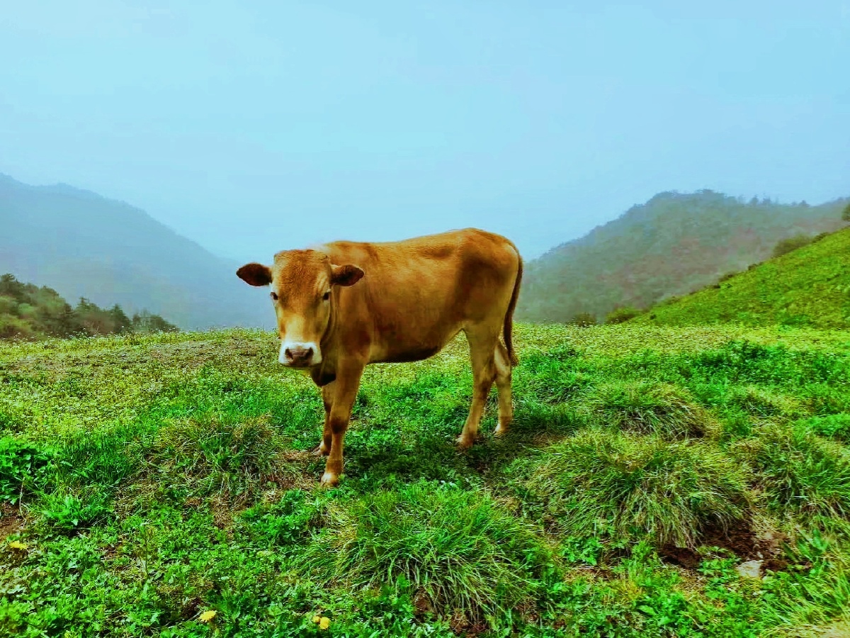 秦岭高山草甸放牛