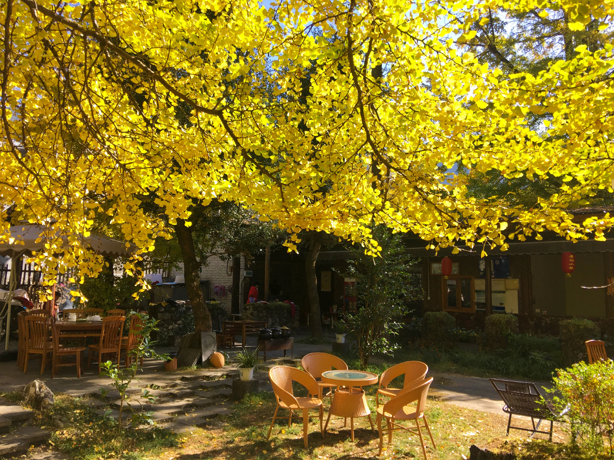 金黄秋色下的农家庭园和村落