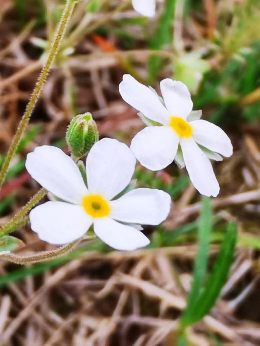 草坪上的小白花查资料称点地梅合瓣花亚纲报春花科报春花属点地梅