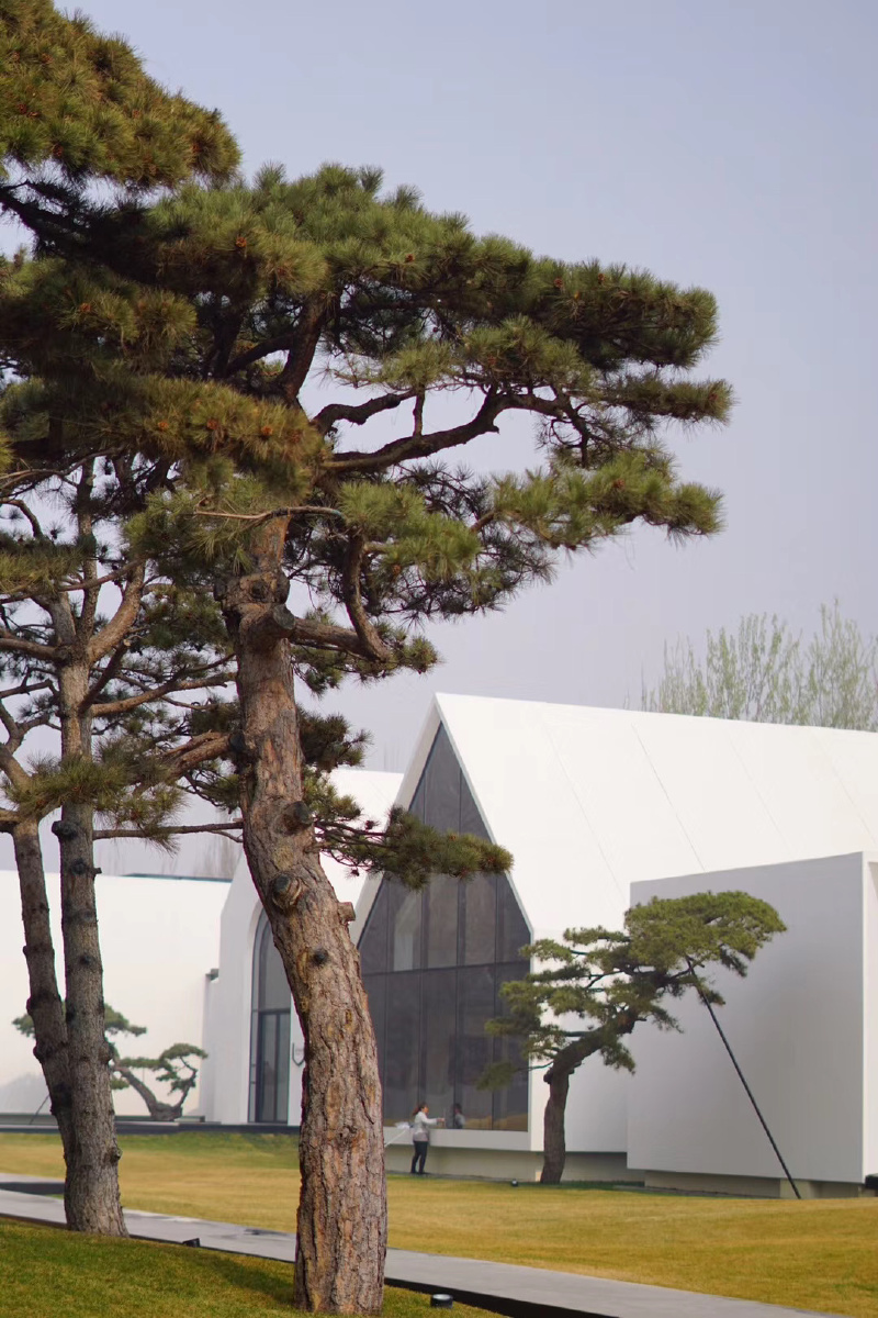 春天来松美术馆看看松树头顶时不时有飞机飞过