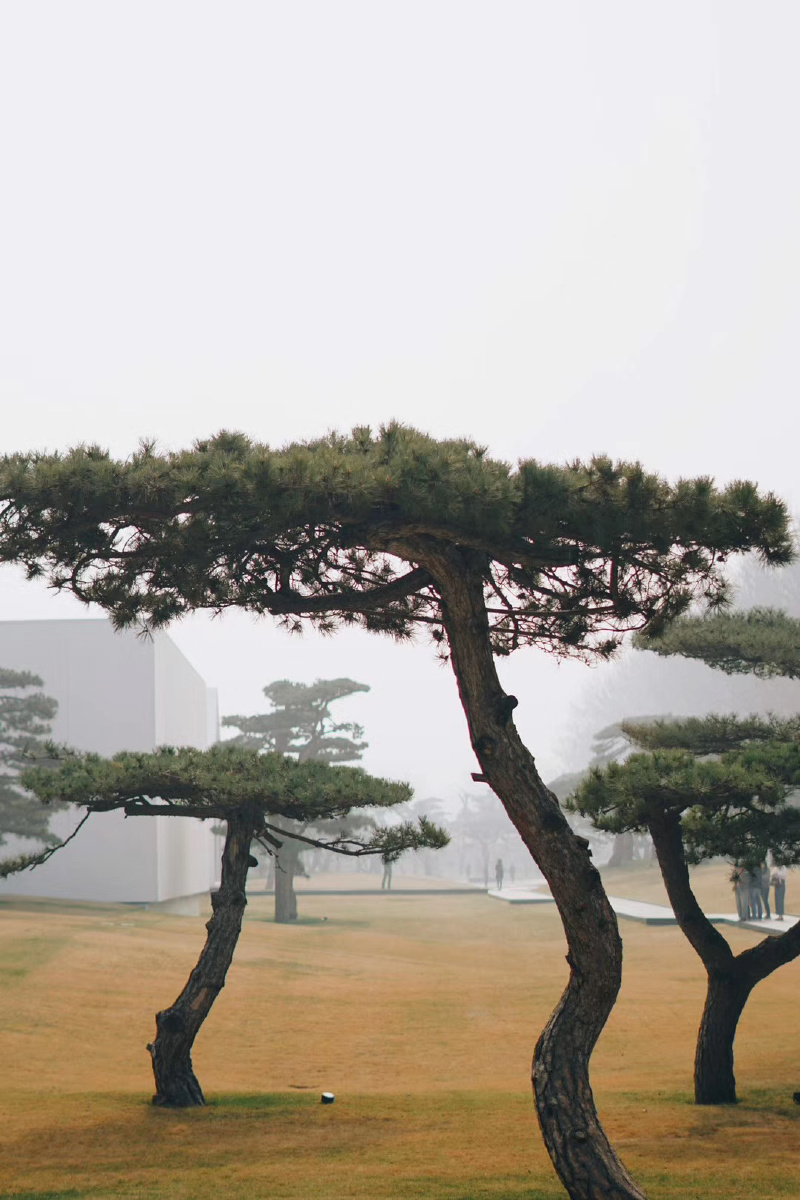 春天来松美术馆看看松树头顶时不时有飞机飞过