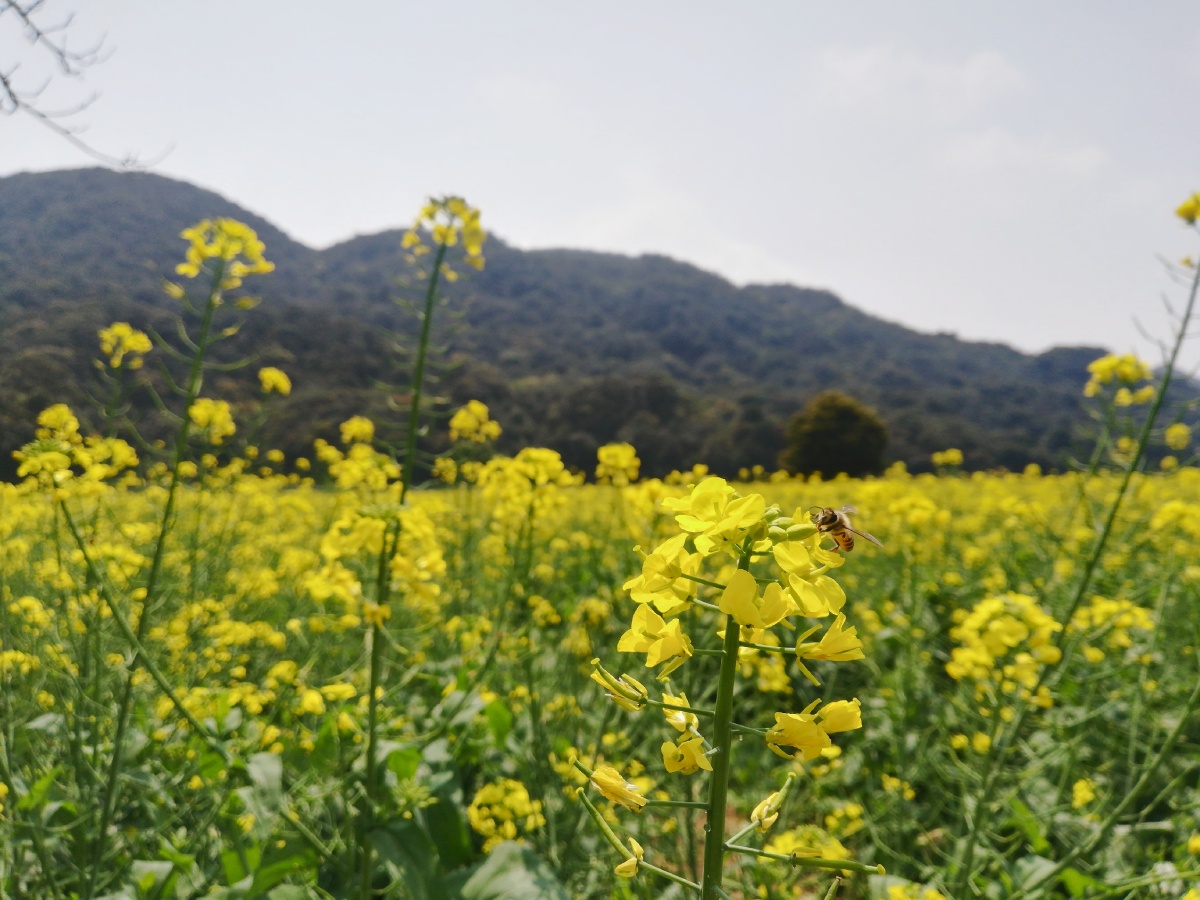 返璞归真回归自然春天我们去踏青