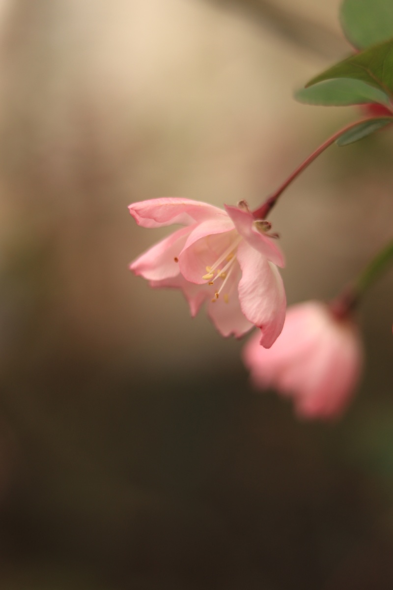 海棠花开的时候