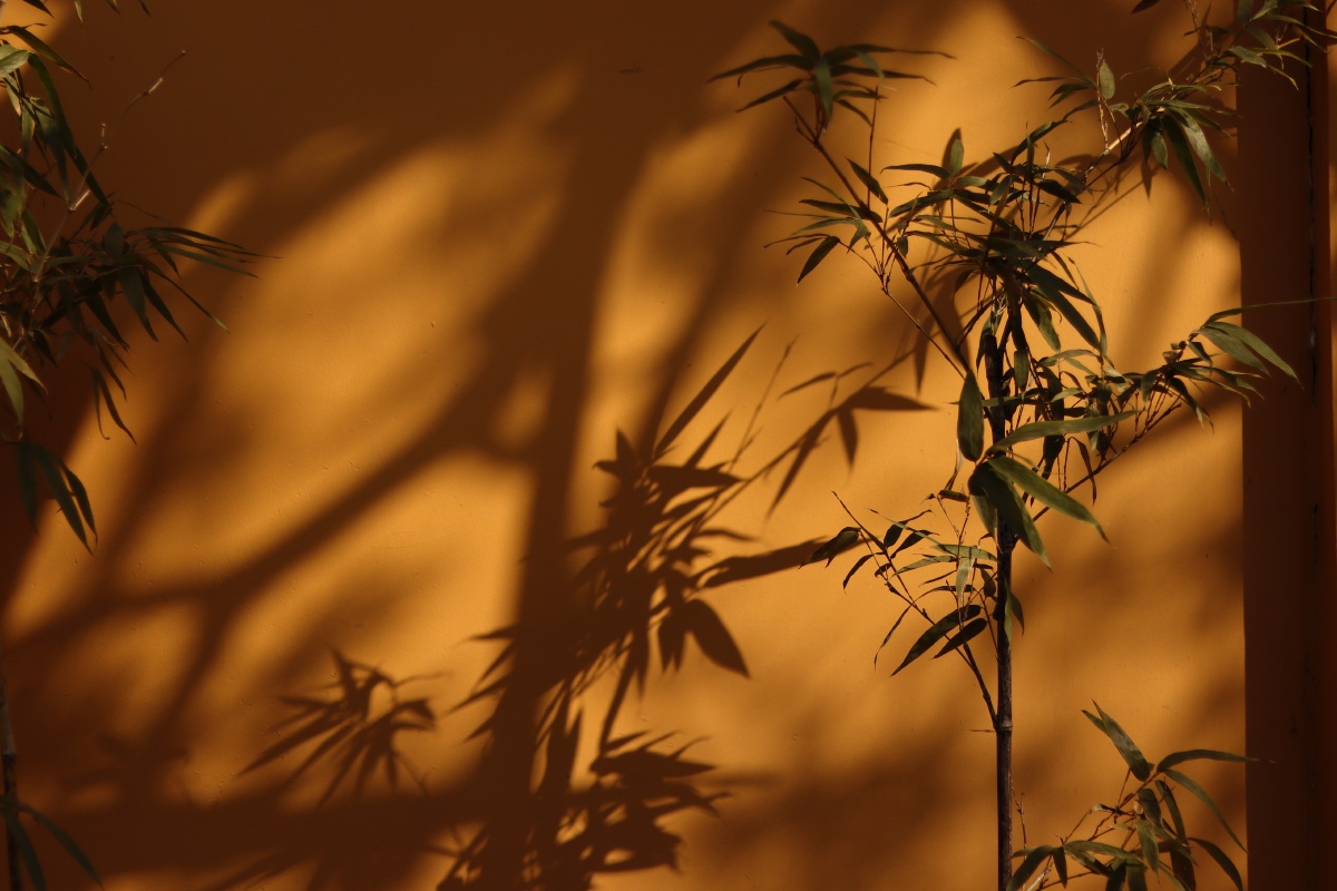 竹影婆娑光影摇曳摄于龙华古寺