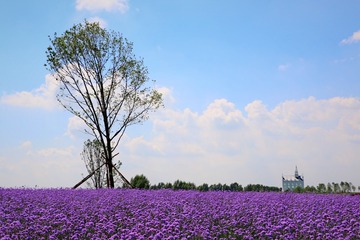 6D33AB1D-7D5E-41C4-858F-F1FC5B390263/L0/001