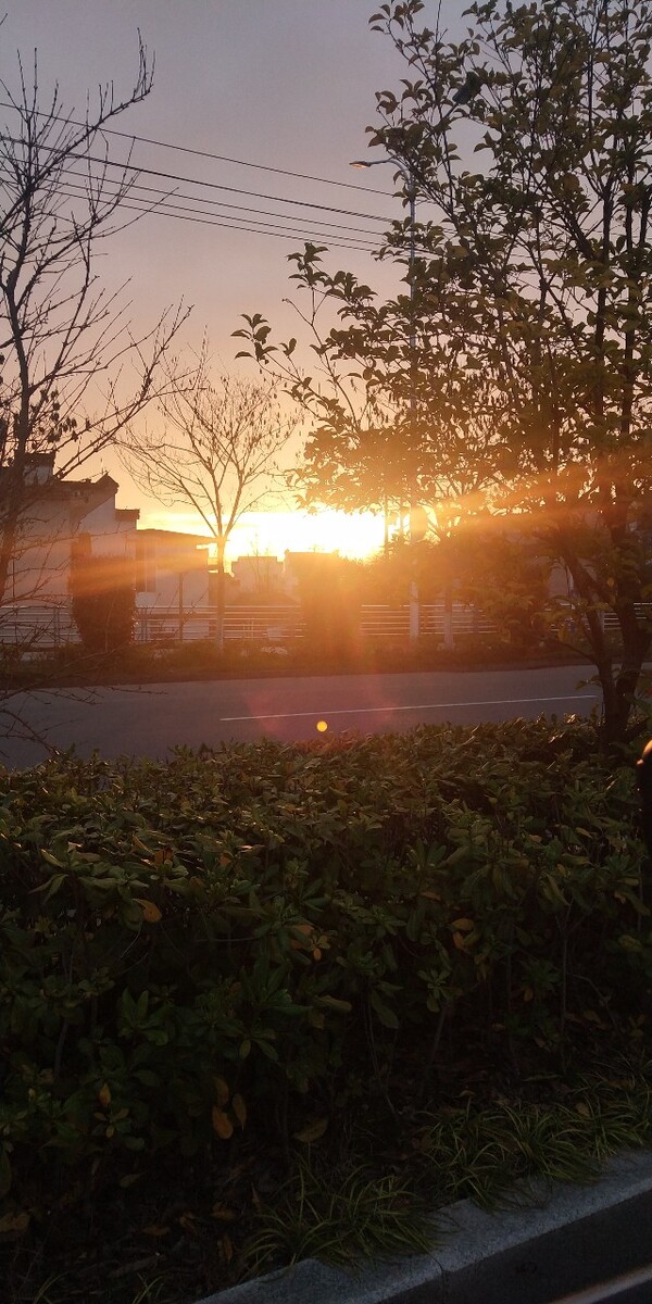 糿̫