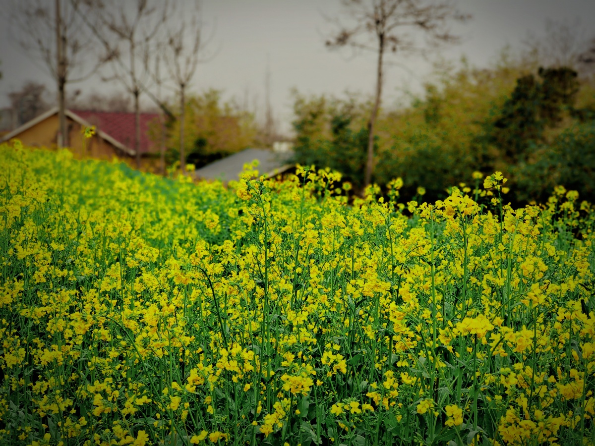 农户家门口的油菜花田给春天增加了一抹色彩