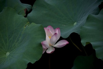 D40A8F5B-DEAA-4BD8-BF5F-ED5AA558561A/L0/001
