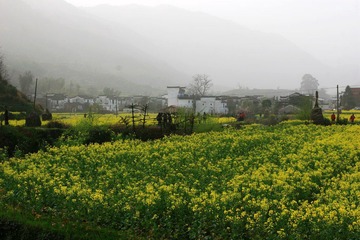 还是油菜花