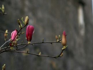 玉兰花