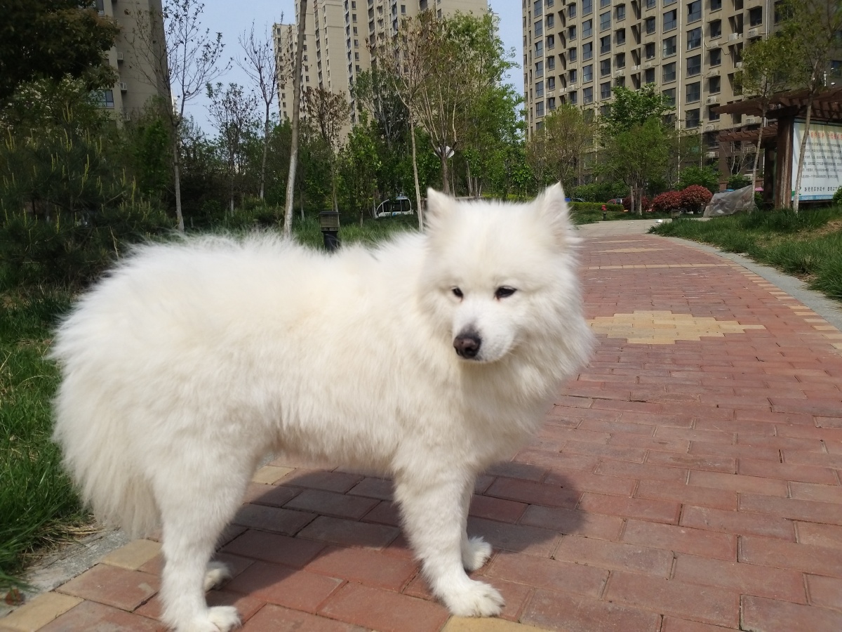 狼版萨摩耶 - 鹰936 - 图虫