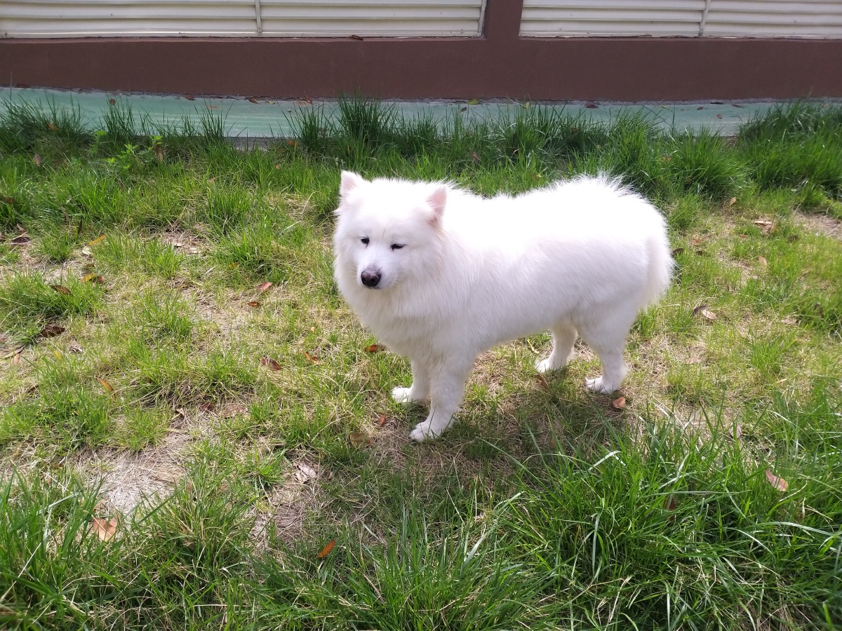 狼版萨摩耶