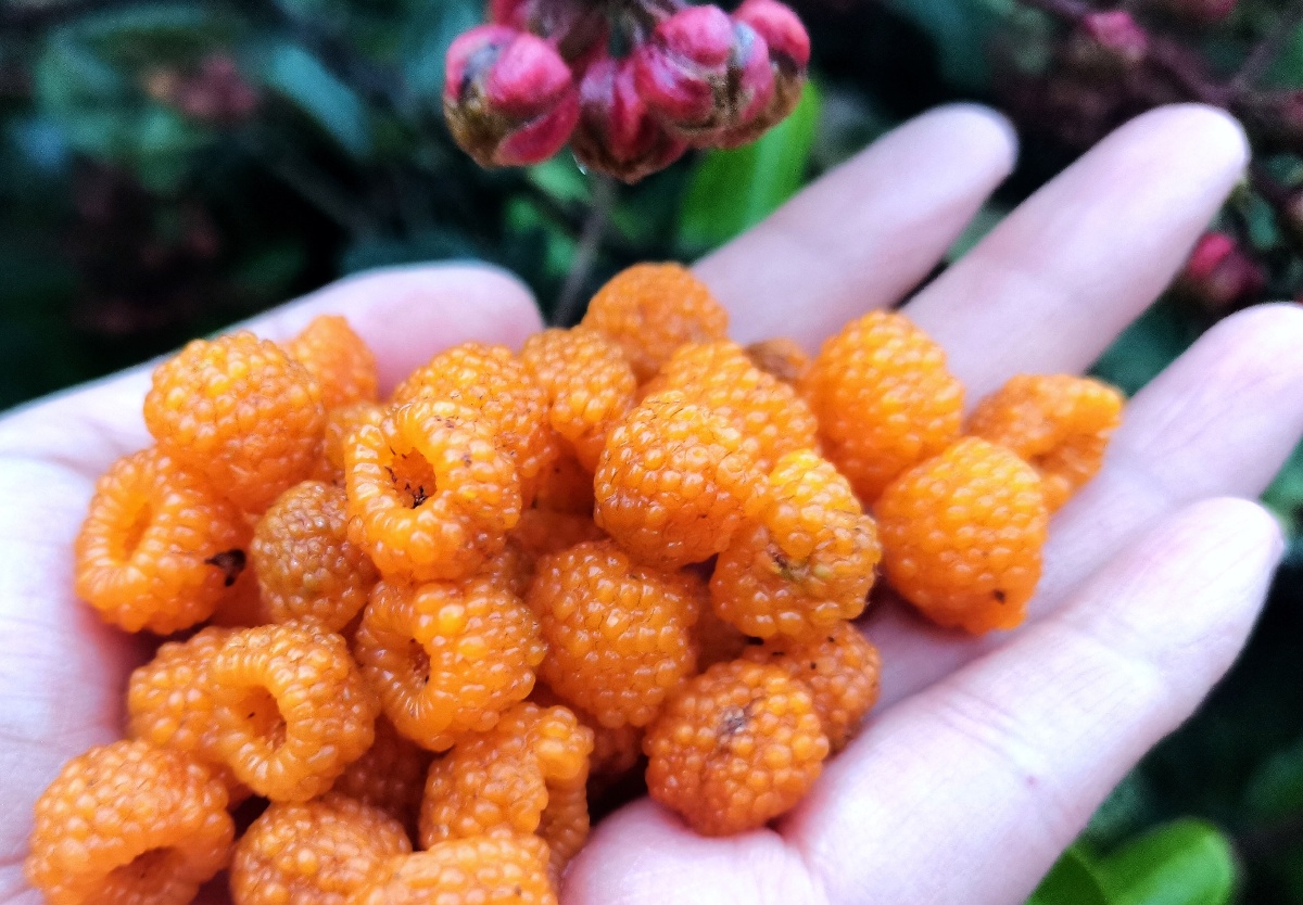 黄色覆盆子 - 笙茹夏花 - 图虫