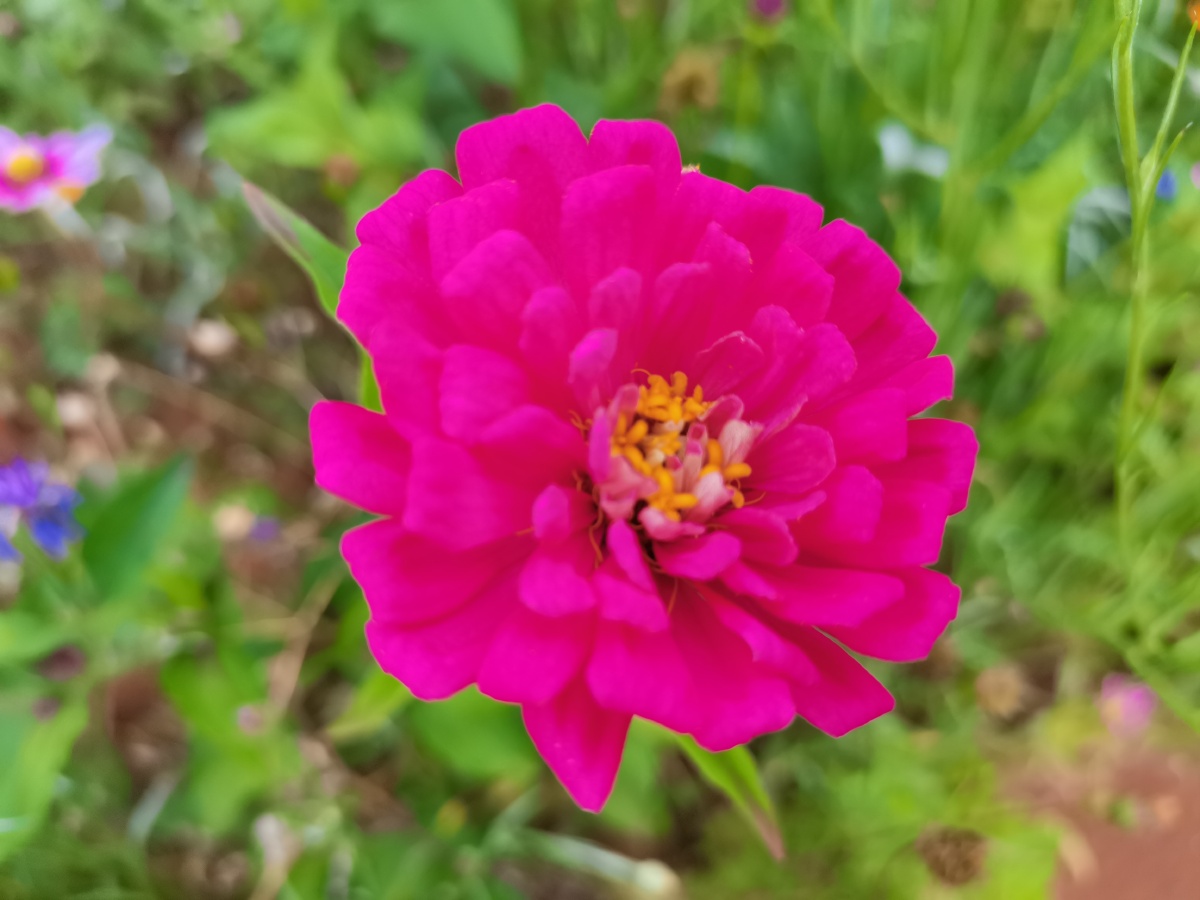 玫红色的花花