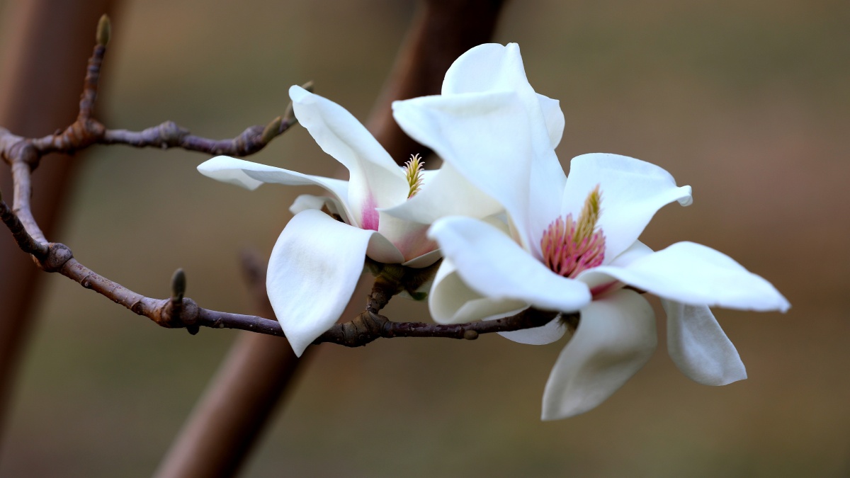 春天的白色辛夷花盛开如雪