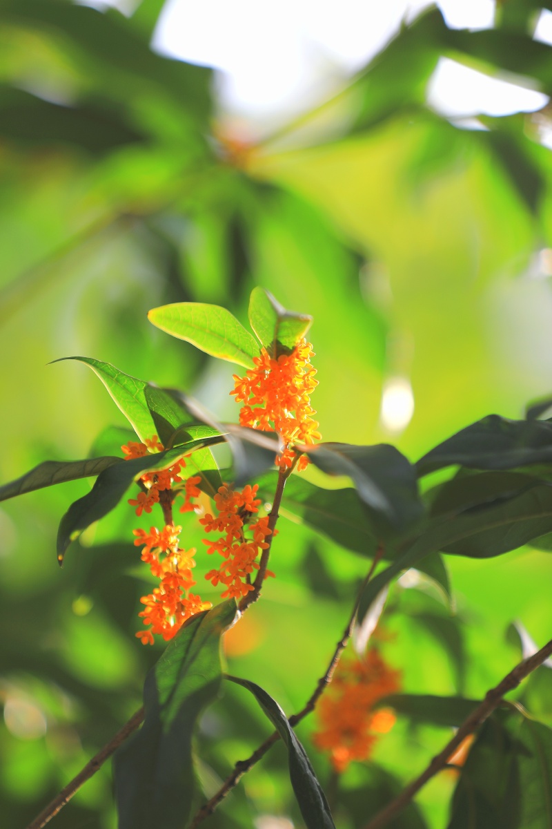 丹桂一枝十里香