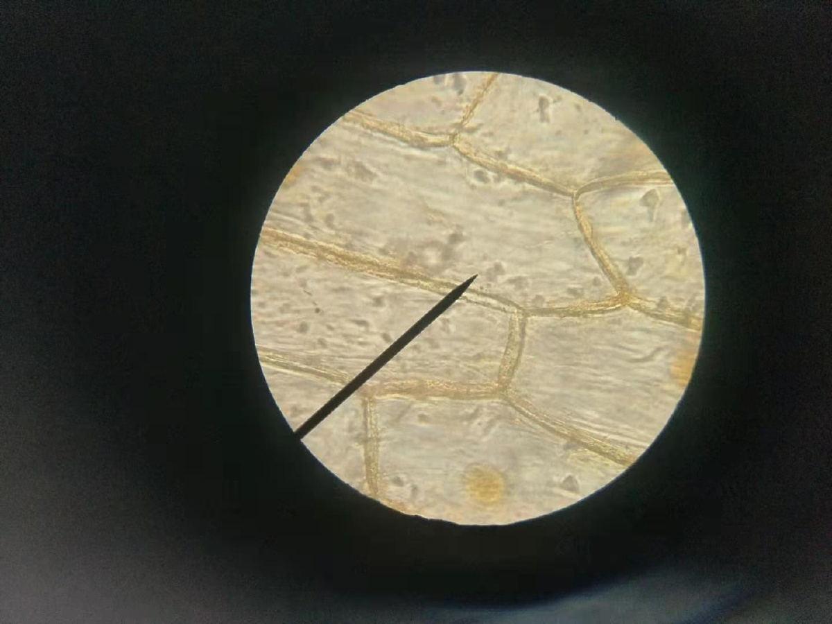 细胞显微图洋葱鳞片叶内表皮细胞放大500倍