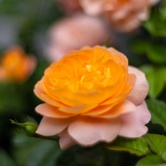 54F1F1DE-BC0C-45C0-93A0-AD0AA2E56209/L0/001