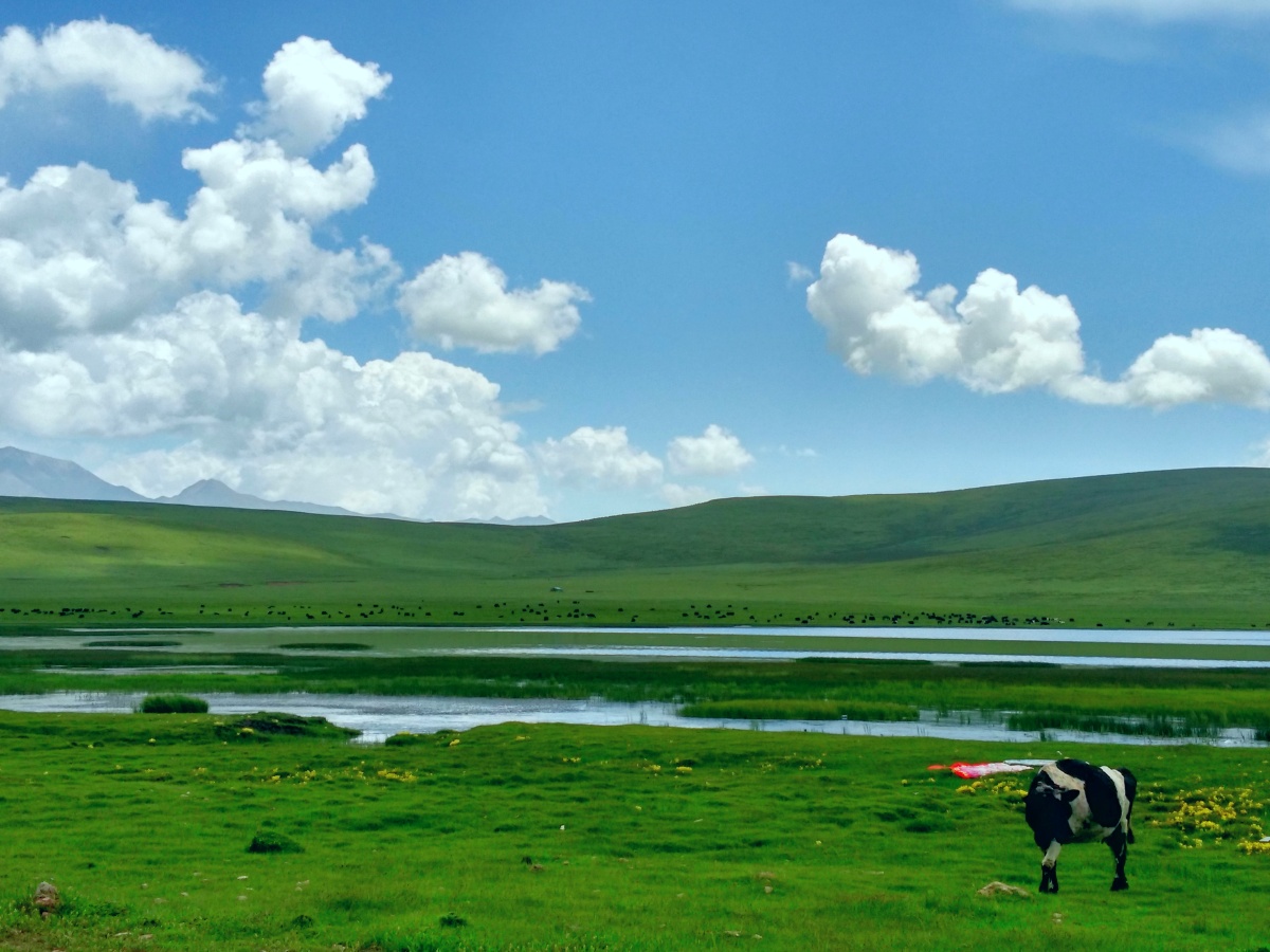 青青草原弯弯小河