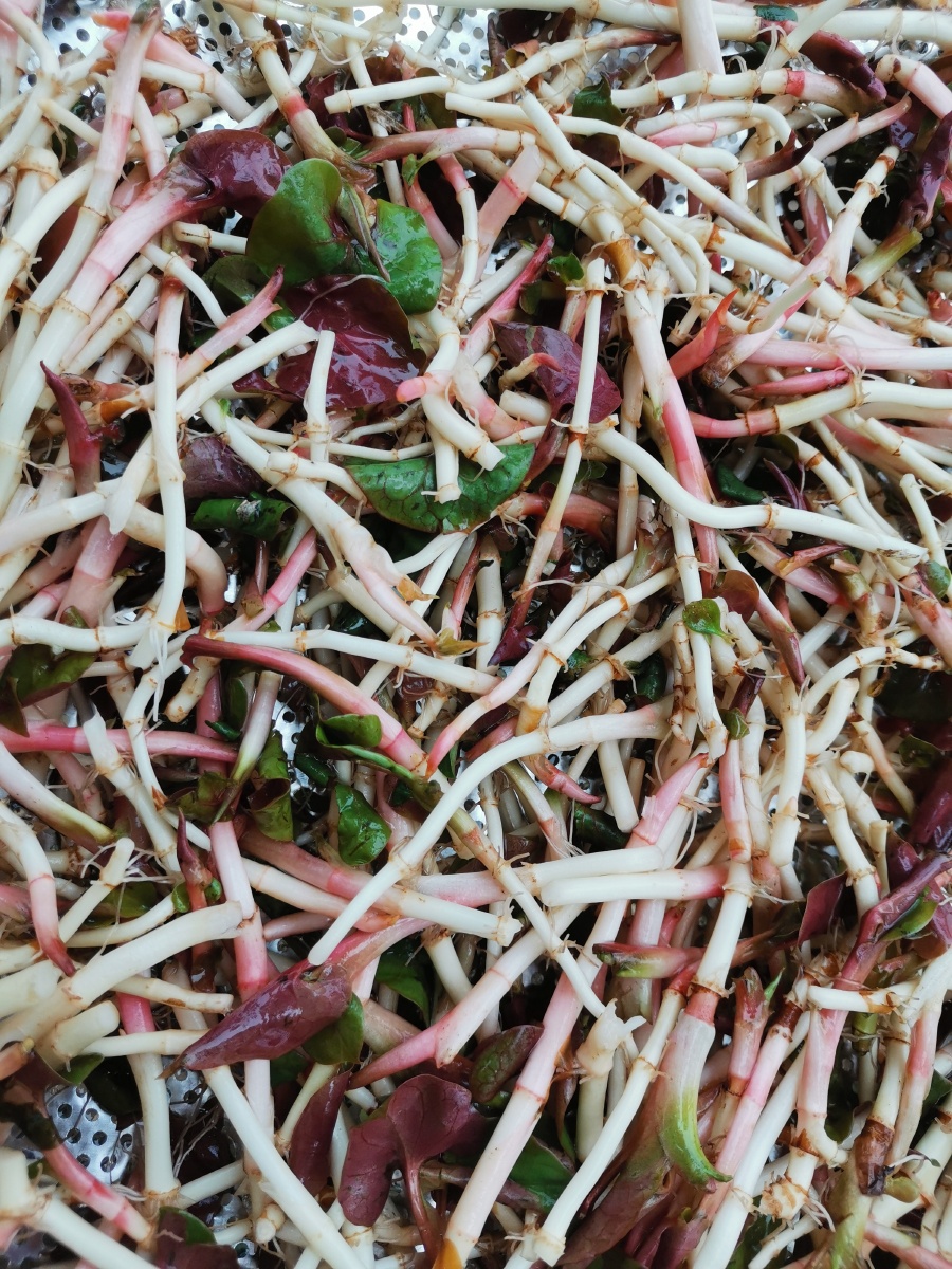 鱼腥草嫩芽