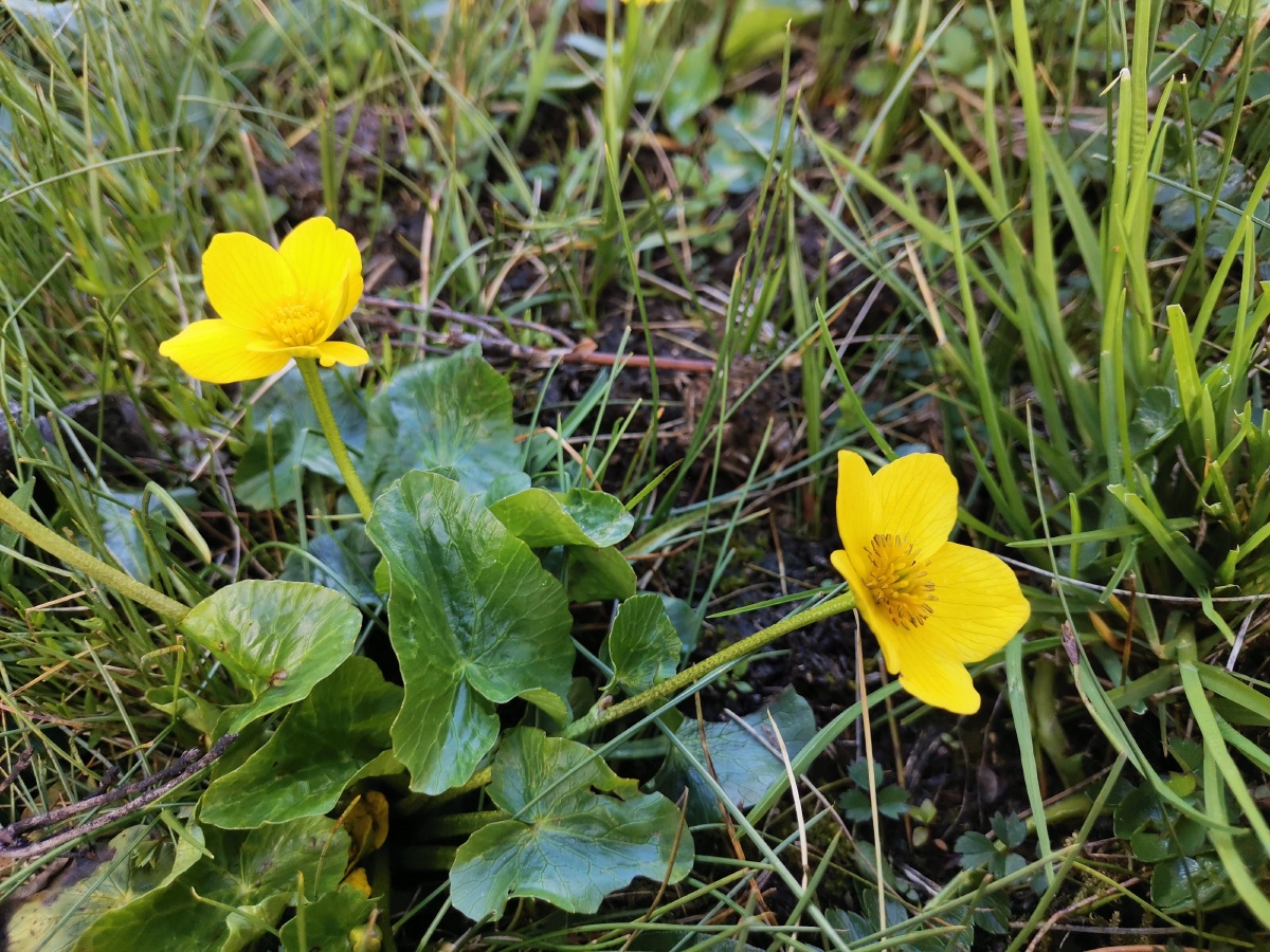 色季拉山驴蹄草开的黄花还好看呢