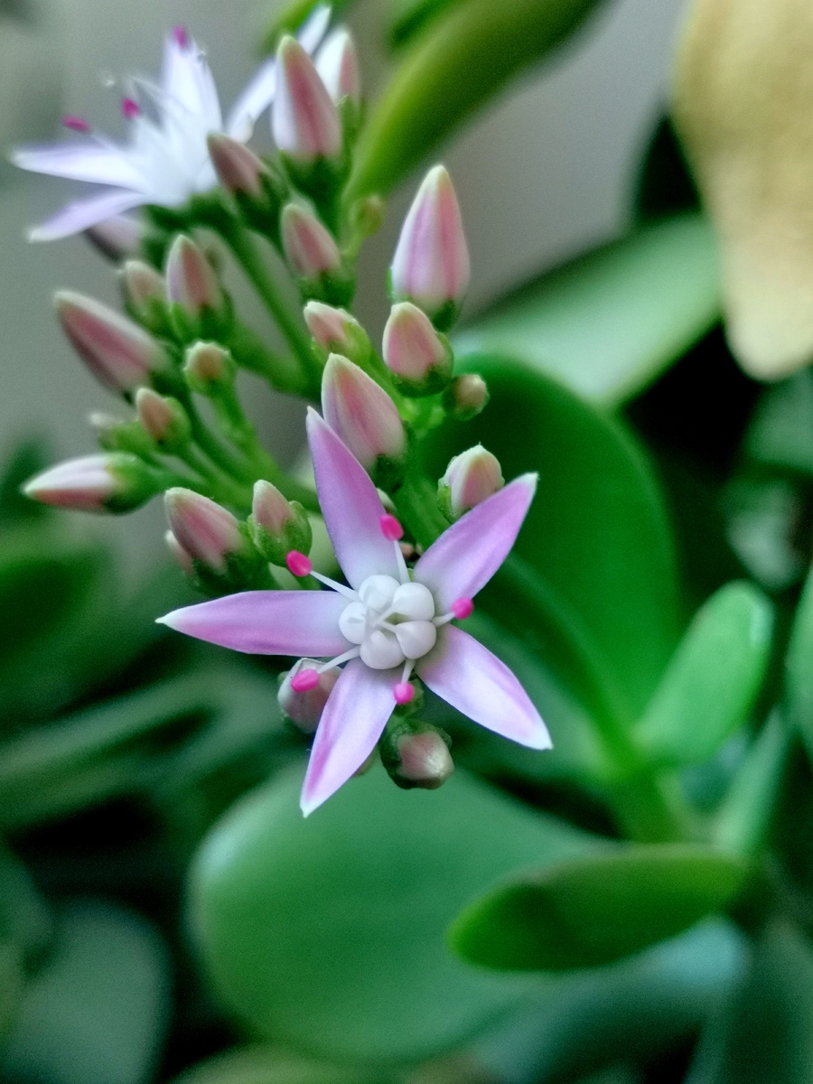 五瓣小花～来自冬天开花的景天树 - 天蓝云轻 - 图虫