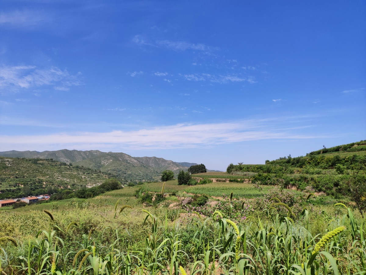 清新自然的田间野地