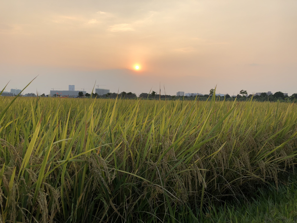 日落与稻田